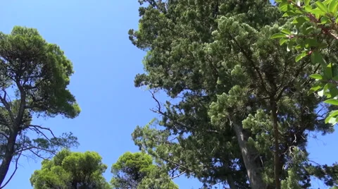 Under the Trees Stock Footage 62744507