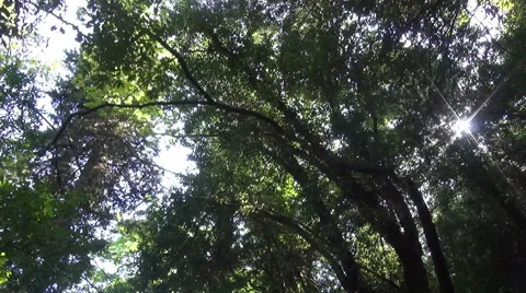 Under the Trees Vídeo Stock 62744738
