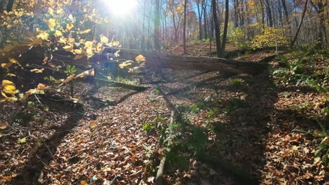 Under the trees Stock Footage 231899763