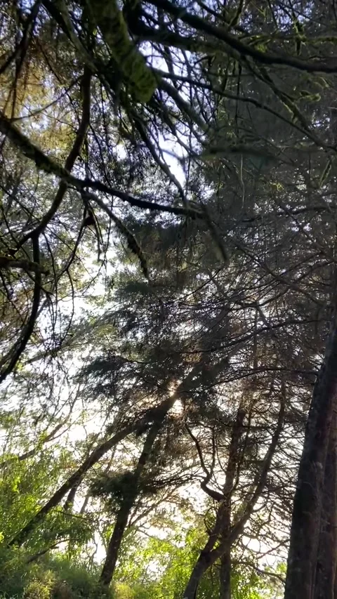 Under the Trees Stock Footage 314413805