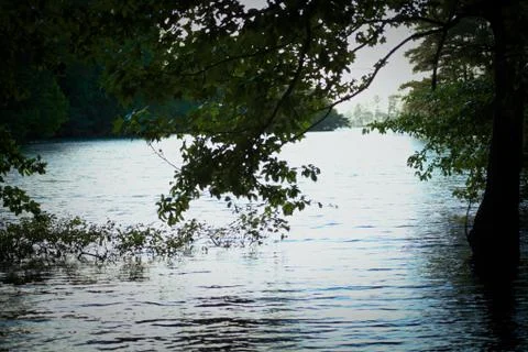 Under Trees at Lake Stock Photos