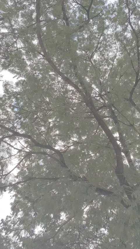 Under the trees looking upwards with cinematic effect Stock Footage 333690925