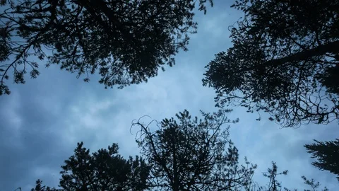 Under the trees, panorama, Russia Stock Footage 113432748
