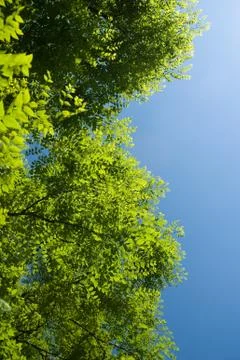 Under trees Stock Photos