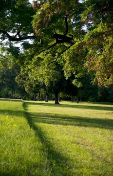 Under trees Stock Photos