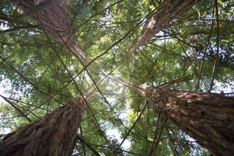 Under Trees Stock Photos
