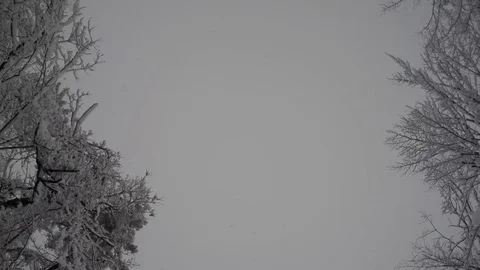 Under trees in snow storm Stock Footage 82366811