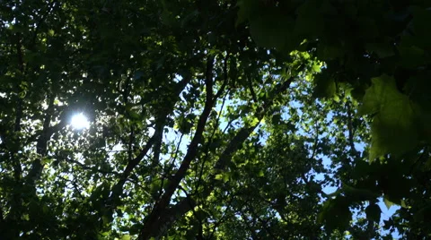 Under the Trees on a Sunny Day Stock-Footage 66206883