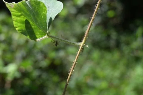 Under a tropical kudzu leaf stem, an orchard orb weaver spider hanging Foto stock