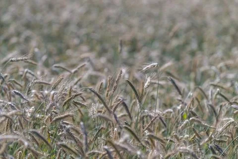 Under a vibrant blue sky fields of golden grains stand tall and proud. Farmer Stock Photos