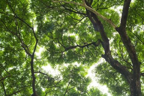 Under view of big tree show detail a green leaves  for background texture Stock Photos