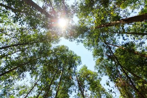 Under view of Eucalyptus tree with sun shining Stock Photos