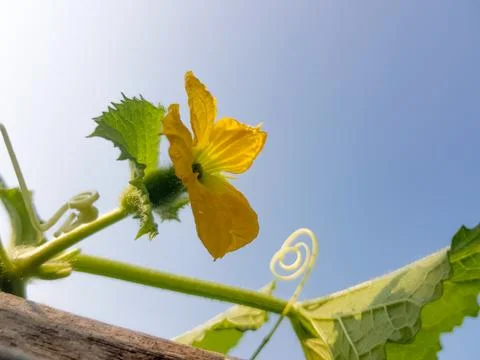 Under view of Melon Flower Stock Photos