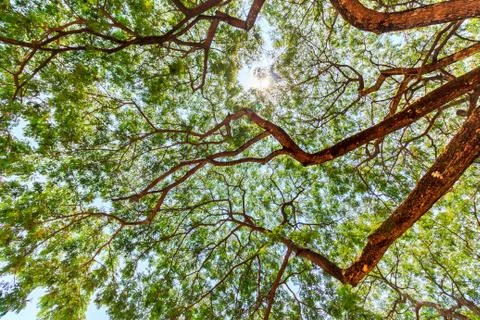 Under view of rains tree with sun shining Stock Photos