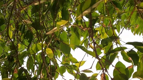 Under view tree and sunshine Stock-Footage 154202796