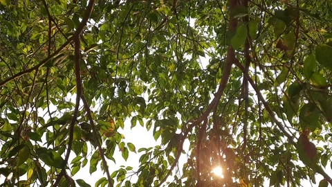 Under view tree and sunshine Stock Footage 154202828