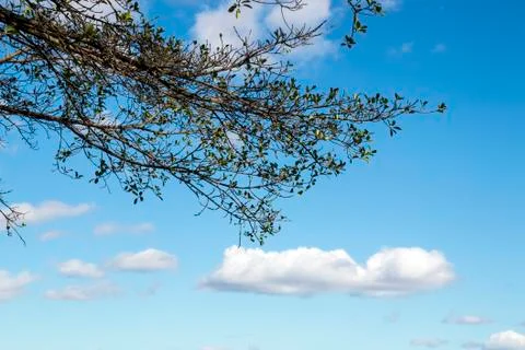 Under View of Tree Branches Against Blue Cloudy Sky Stock Photos
