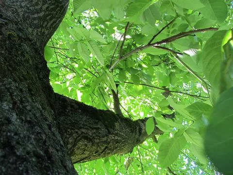 Under the Walnut tree Foto stock