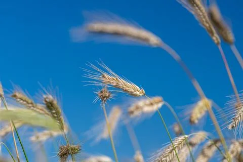 Under the warm sun fields filled with ripe grains dance softly in the breeze  Stock Photos