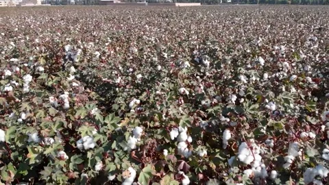Under the warm sunlight cotton fields appear glistening, stock footage. Stock Footage 304935882