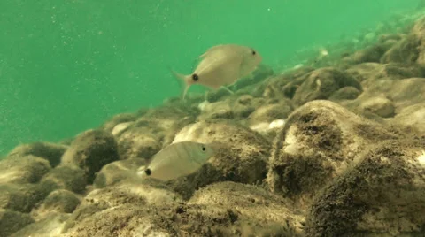 Under the water (1) Vidéo 30368011