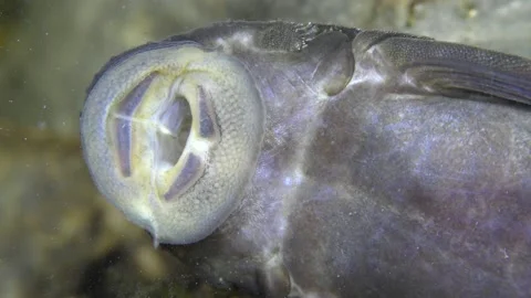 Under water 1 Stock Footage 146038397