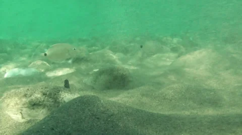 Under the water (2) Vidéo 30368437