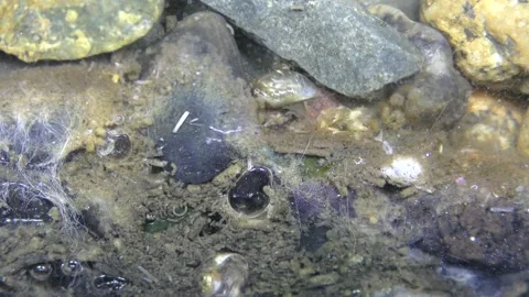 Under water 2 Stock Footage 146038562