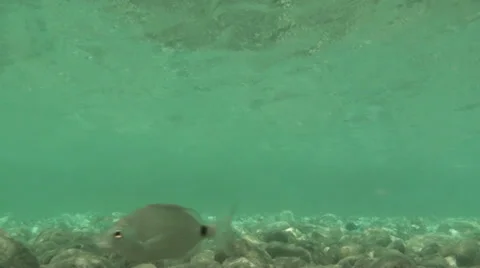 Under the water (3) Stock Footage 30354317