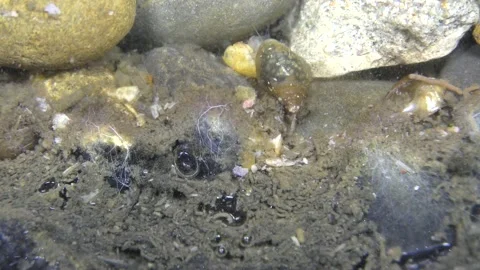 Under water 3 Video stock 146038565