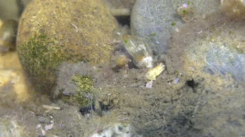 Under water 5 Stock Footage 146038973