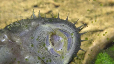 Under water 7 Stock Footage 146038833