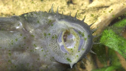 Under water 8 Video stock 146039103