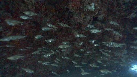 Under water. Against the backdrop of the cliff shoal of striped fish. Stock Footage 111875662