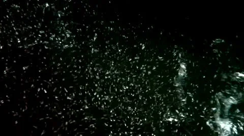 Under Water With Audio Stock Footage 23115432
