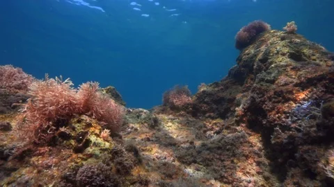 Under water. Beautiful view at the bottom of the Mediterranean Sea. Stock Footage 113331816
