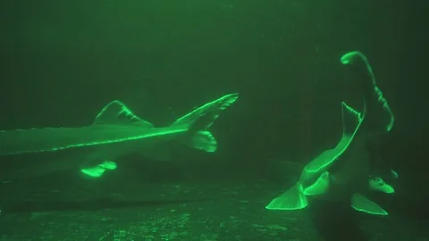Under water at the bottom. A large beluga fish of the sturgeon family. Stock Footage 115034009
