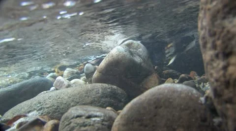 Under Water Fall Leaves Clear Mountain Streams Stock Footage 11264804