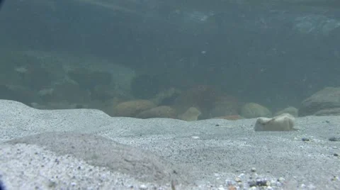 Under Water Fall Leaves Clear Mountain Streams Stock Footage 11264807