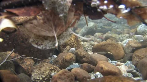 Under Water Fall Leaves Clear Mountain Streams Stock Footage 11264808