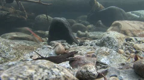 Under Water Fall Leaves Clear Mountain Streams Stock Footage 11265108