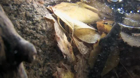 Under Water Fall Leaves Clear Mountain Streams Stock Footage 11265354