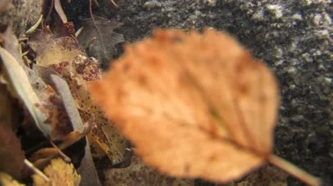 Under Water Fall Leaves Clear Mountain Streams Stock Footage 11265366