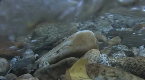 Under Water Fall Leaves Clear Mountain Streams Stock Footage 11265763