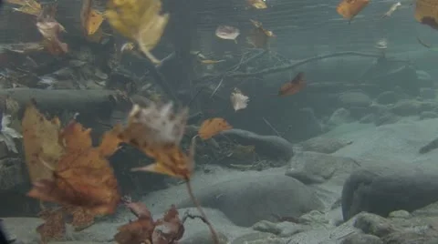 Under Water Fall Leaves Clear Mountain Streams Video stock 11265886
