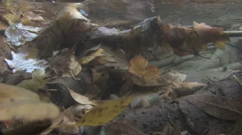Under Water Fall Leaves Clear Mountain Streams Stock Footage 11266019