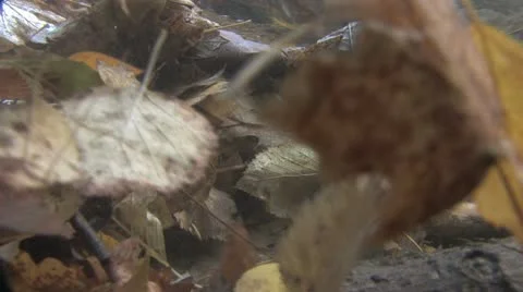 Under Water Fall Leaves Clear Mountain Streams Stock Footage 11266121