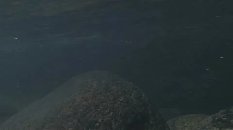 Under Water Fall Leaves Clear Mountain Streams Stock Footage 11266152