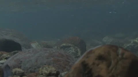 Under Water Fall Leaves Clear Mountain Streams Stock Footage 11266180