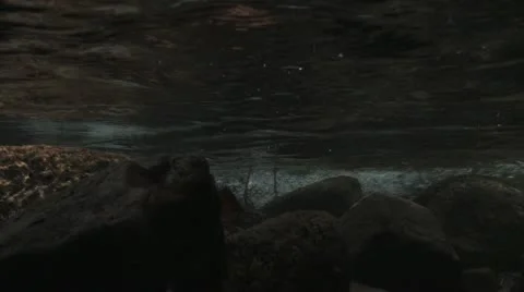 Under Water Fall Leaves Clear Mountain Streams Stock Footage 11266748